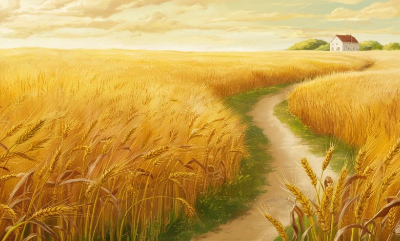ata tohumundan buğday nasıl yetiştirilir